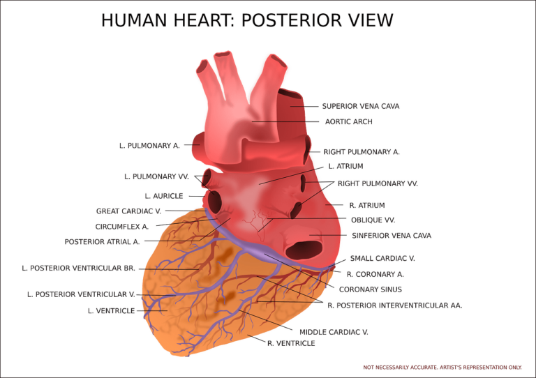 Human Heart: The Wonder Organ