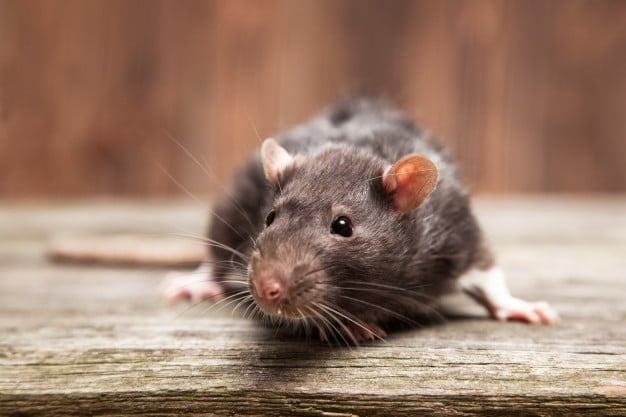 mice enter peoples' homes