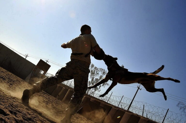 A Guide to Georgia Dog Bite Laws