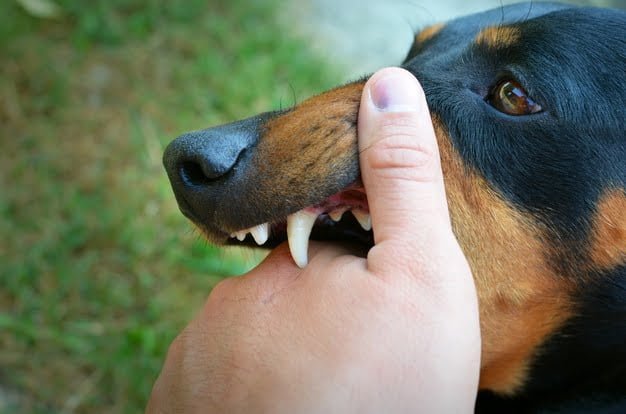 Georgia Dog Bite Laws