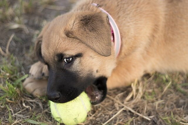 Dog Bite Premises Liability Claims