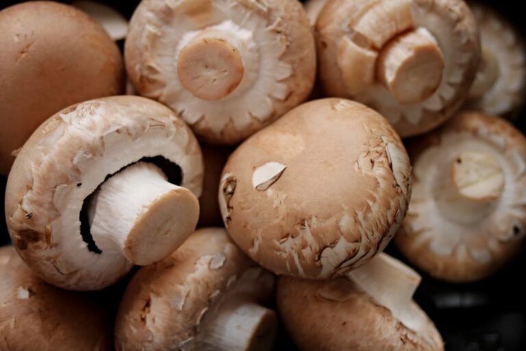 You Shouldn’t Settle for Low-Quality Mushroom Farm Equipment