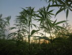 Cannabis Farming