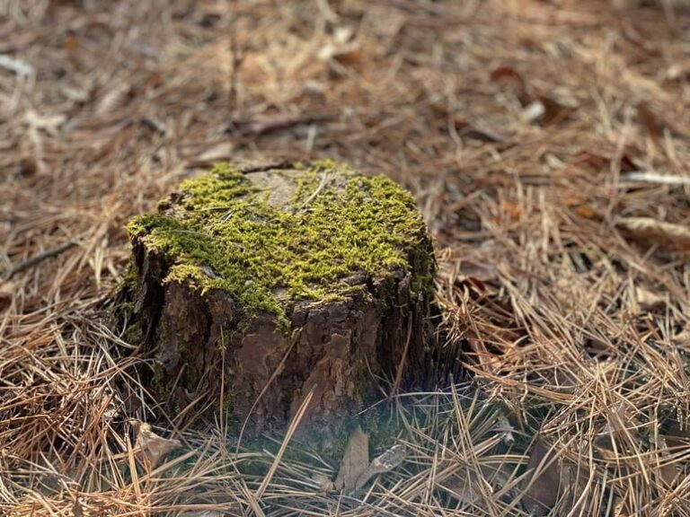 Things To Know About Stump Grinders Before Renting One