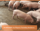 Piggery Farming Business