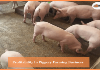 Piggery Farming Business