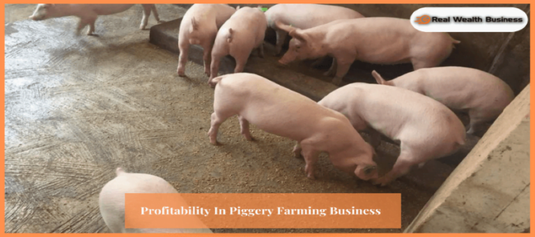 How To Increase Profitability In Piggery Farming Business