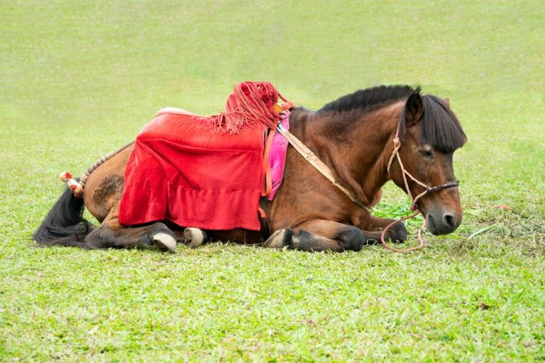 The Importance of Proper Fit in Horse Rugs and Accessories