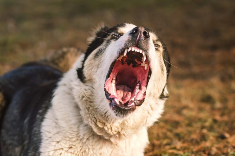 Taking Care Of Animal Attacks With Vancouver Attorneys