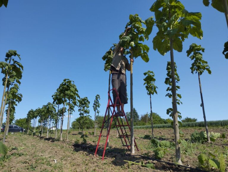 Paulownia Tree