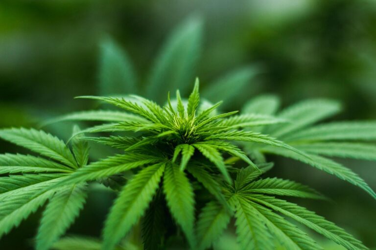 Exploring The Untapped Potential Of Cannabis Stocks