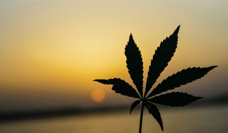 The Marijuana Index: Your Gateway to Cannabis Market Insights