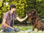 best dog trainer in Fort Collins