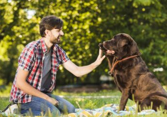 best dog trainer in Fort Collins