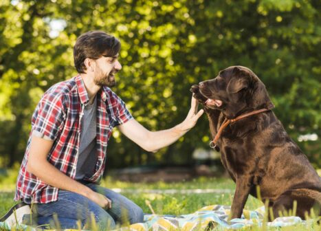 best dog trainer in Fort Collins