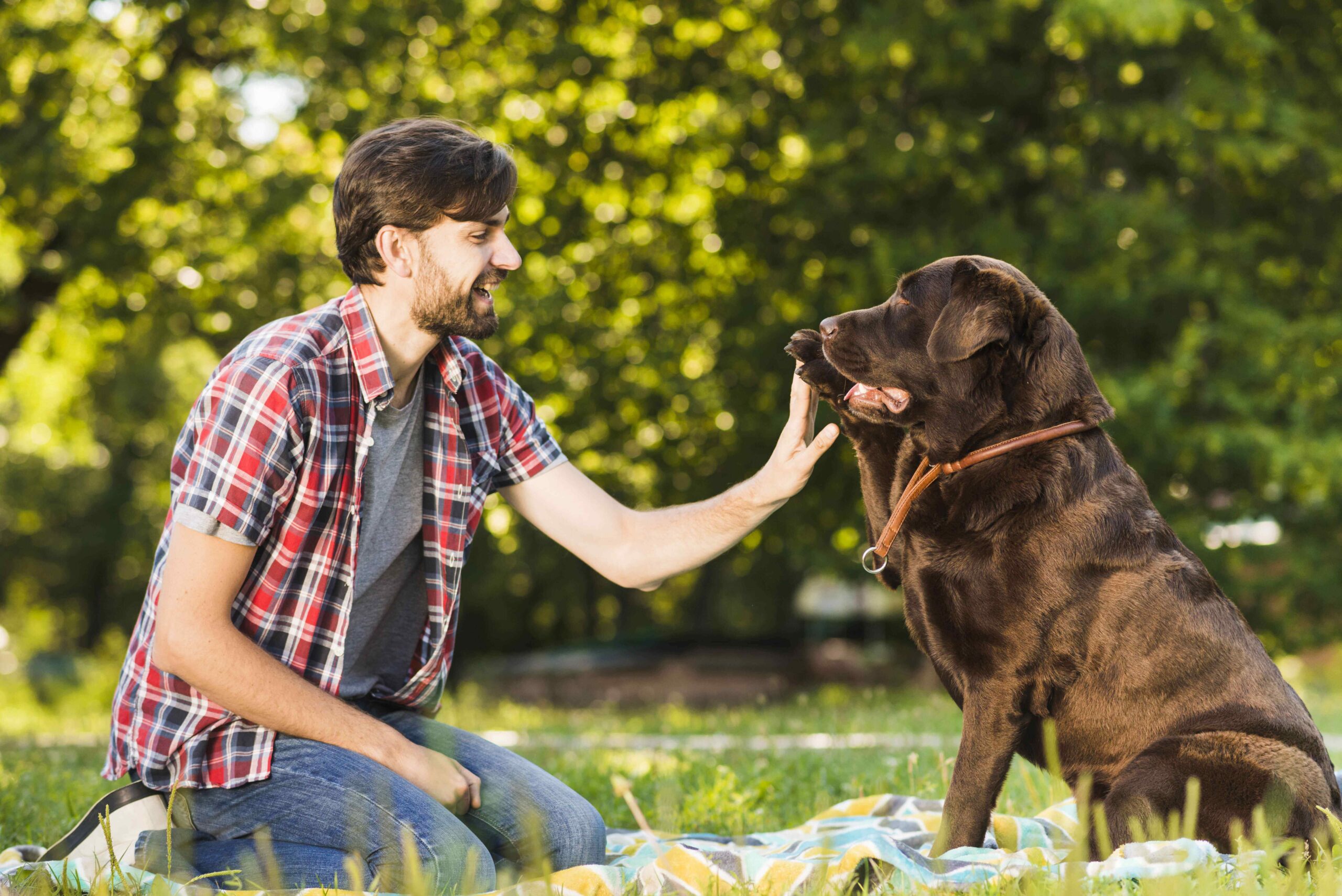 best dog trainer in Fort Collins